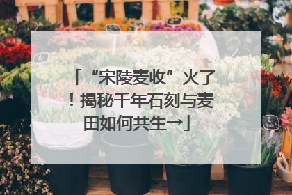 “宋陵麦收”火了！揭秘千年石刻与麦田如何共生→