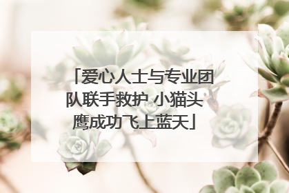 爱心人士与专业团队联手救护 小猫头鹰成功飞上蓝天