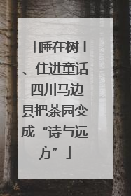 睡在树上、住进童话 四川马边县把茶园变成“诗与远方”