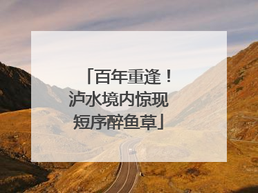百年重逢！泸水境内惊现短序醉鱼草