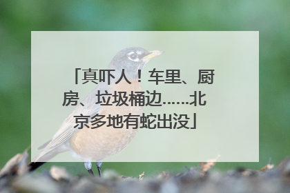 真吓人！车里、厨房、垃圾桶边……北京多地有蛇出没