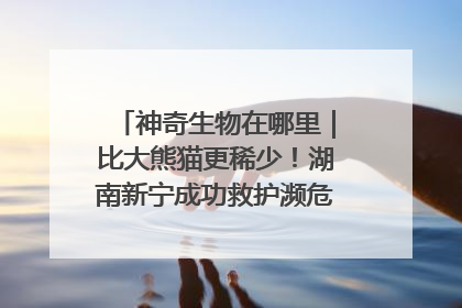 神奇生物在哪里｜比大熊猫更稀少！湖南新宁成功救护濒危鸟类海南鳽