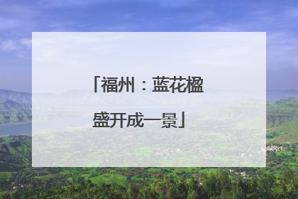 福州：蓝花楹盛开成一景