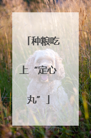 种粮吃上“定心丸”
