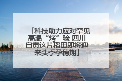 科技助力应对罕见高温“烤”验 四川自贡这片稻田即将迎来头季孕穗期