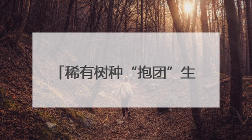稀有树种“抱团”生长！沈阳成果在Nature杂志发表