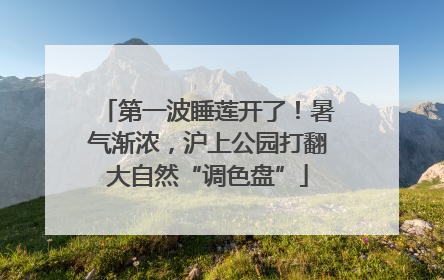 第一波睡莲开了！暑气渐浓，沪上公园打翻大自然“调色盘”