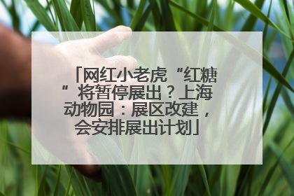 网红小老虎“红糖”将暂停展出？上海动物园：展区改建，会安排展出计划