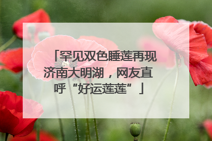 罕见双色睡莲再现济南大明湖，网友直呼“好运莲莲”