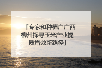 专家和种植户广西柳州探寻玉米产业提质增效新路径