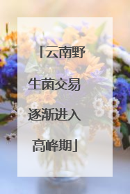 云南野生菌交易逐渐进入高峰期