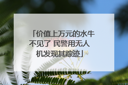 价值上万元的水牛不见了 民警用无人机发现其踪迹