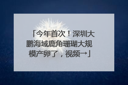 今年首次！深圳大鹏海域鹿角珊瑚大规模产卵了，视频→