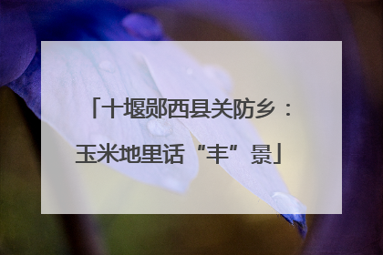 十堰郧西县关防乡：玉米地里话“丰”景