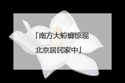 南方大蟑螂惊现北京居民家中