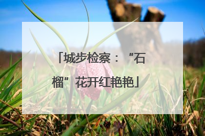 城步检察：“石榴”花开红艳艳