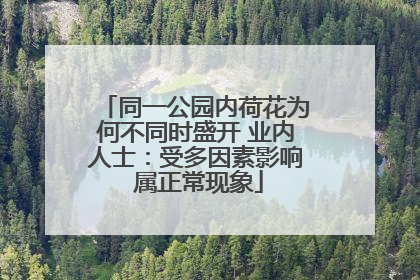 同一公园内荷花为何不同时盛开 业内人士：受多因素影响 属正常现象