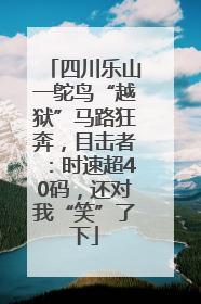 四川乐山一鸵鸟“越狱”马路狂奔，目击者：时速超40码，还对我“笑”了下