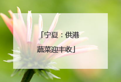 宁夏：供港蔬菜迎丰收