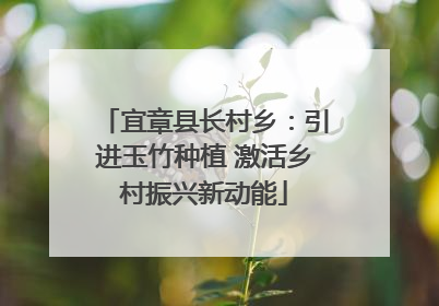 宜章县长村乡：引进玉竹种植 激活乡村振兴新动能