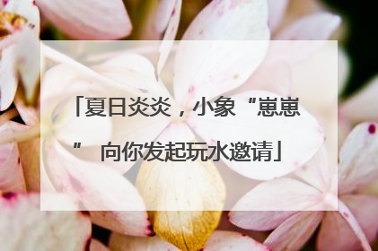 夏日炎炎，小象“崽崽” 向你发起玩水邀请