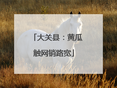 大关县：黄瓜触网销路宽