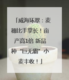 威海环翠：麦穗比手掌长！亩产高1倍 新品种“巨无霸”小麦丰收！