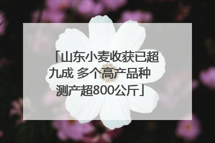 山东小麦收获已超九成 多个高产品种测产超800公斤