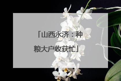 山西永济：种粮大户收获忙