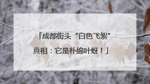 成都街头“白色飞絮”真相：它是朴绵叶蚜！