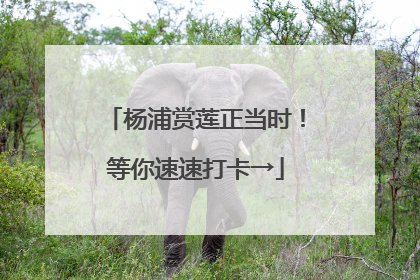 杨浦赏莲正当时！等你速速打卡→