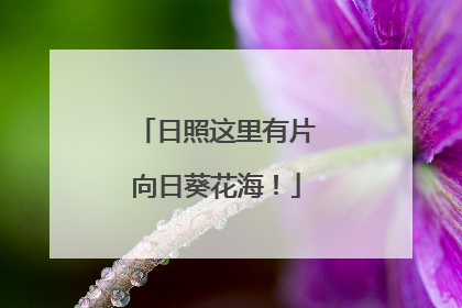日照这里有片向日葵花海！