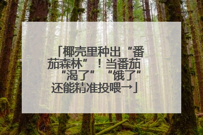 椰壳里种出“番茄森林”！当番茄“渴了”“饿了”还能精准投喂→
