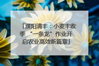 濮阳清丰：小麦丰收季 “一条龙”作业开启农业高效新篇章