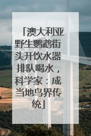 澳大利亚野生鹦鹉街头开饮水器排队喝水，科学家：成当地鸟界传统