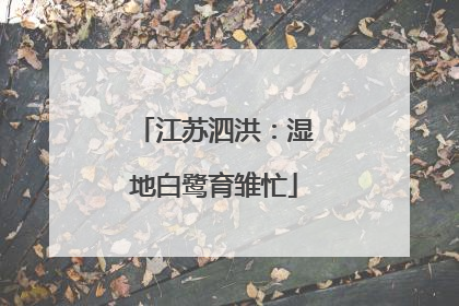 江苏泗洪：湿地白鹭育雏忙