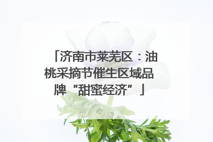 济南市莱芜区：油桃采摘节催生区域品牌“甜蜜经济”