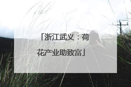 浙江武义：荷花产业助致富