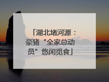 湖北堵河源：豪猪“全家总动员”悠闲觅食