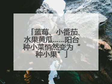 蓝莓、小番茄、水果黄瓜……阳台种小菜悄然变为“种小果”