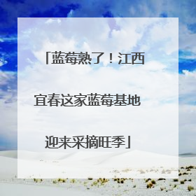 蓝莓熟了！江西宜春这家蓝莓基地迎来采摘旺季
