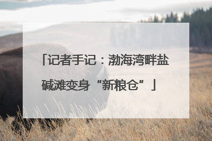 记者手记：渤海湾畔盐碱滩变身“新粮仓”