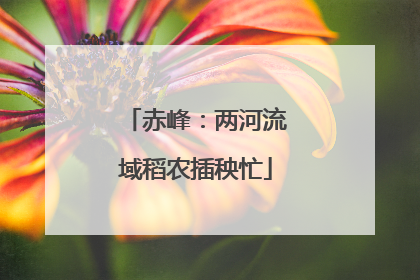 赤峰：两河流域稻农插秧忙