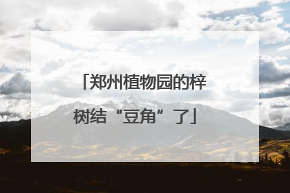 郑州植物园的梓树结“豆角”了