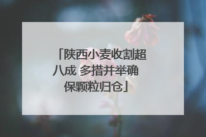 陕西小麦收割超八成 多措并举确保颗粒归仓