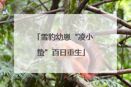 雪豹幼崽“凌小蛰”百日重生