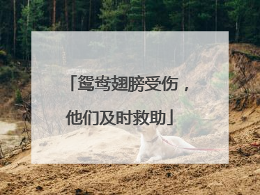 鸳鸯翅膀受伤，他们及时救助
