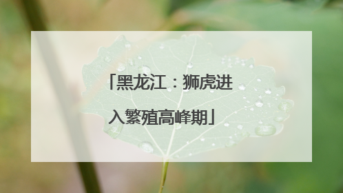 黑龙江：狮虎进入繁殖高峰期