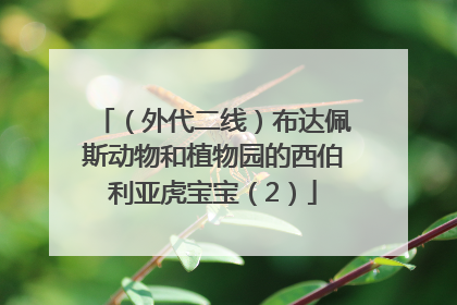 （外代二线）布达佩斯动物和植物园的西伯利亚虎宝宝（2）