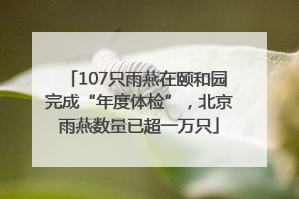 107只雨燕在颐和园完成“年度体检”，北京雨燕数量已超一万只